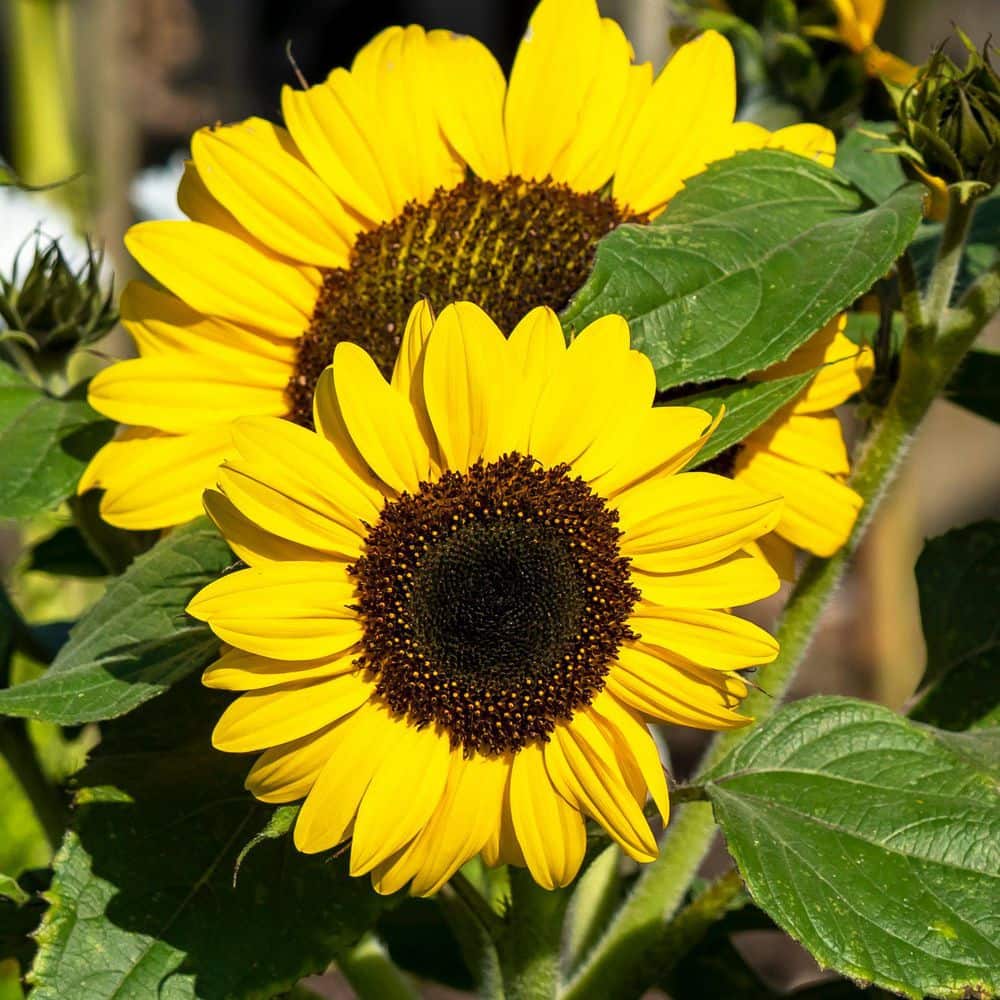 3.5 in. Dwarf Sunflower Pollinator Plant Seed Grow Kit - Hercitys