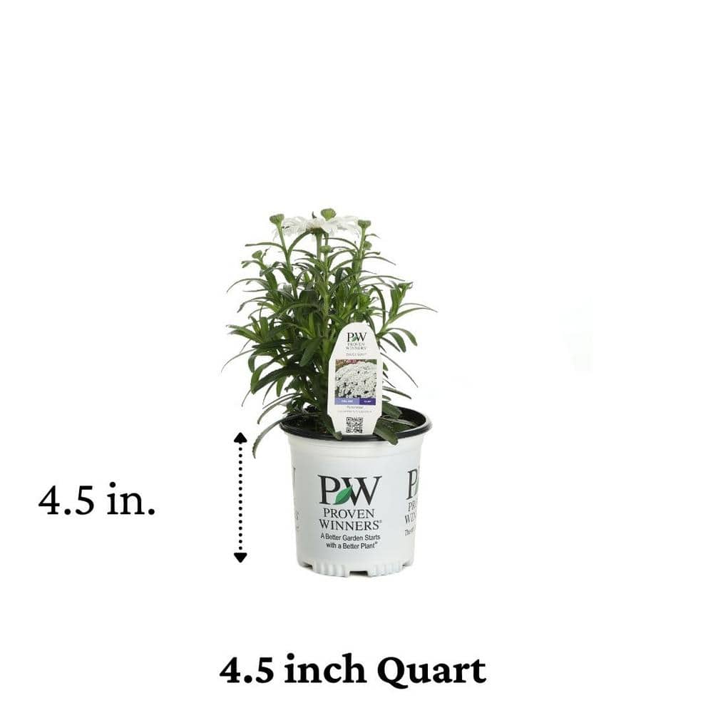 4.5 in. Qt. Amazing Daisies Daisy May Shasta Daisy (Leucanthemum) Live Plant, White Flowers - Hercitys
