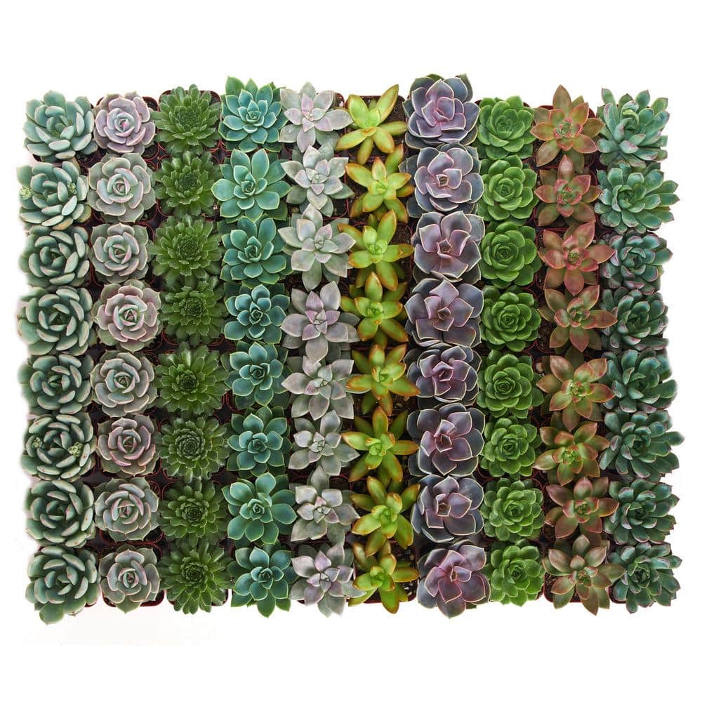 2 in. Rosette Succulent (Collection of 100) - Hercitys