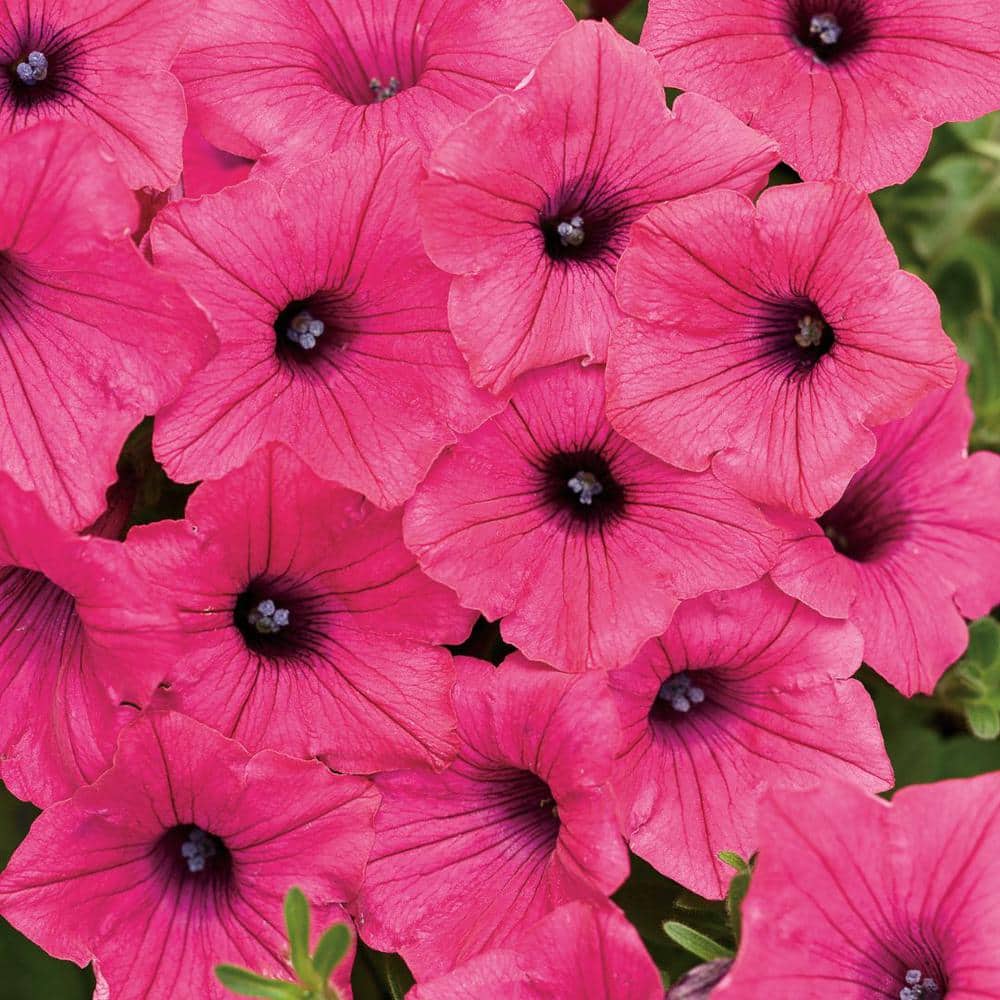 4-Pack, 4.25 in. Eco+Grande Supertunia Vista Paradise (Petunia) Live Plant, Pink Flowers - Hercitys