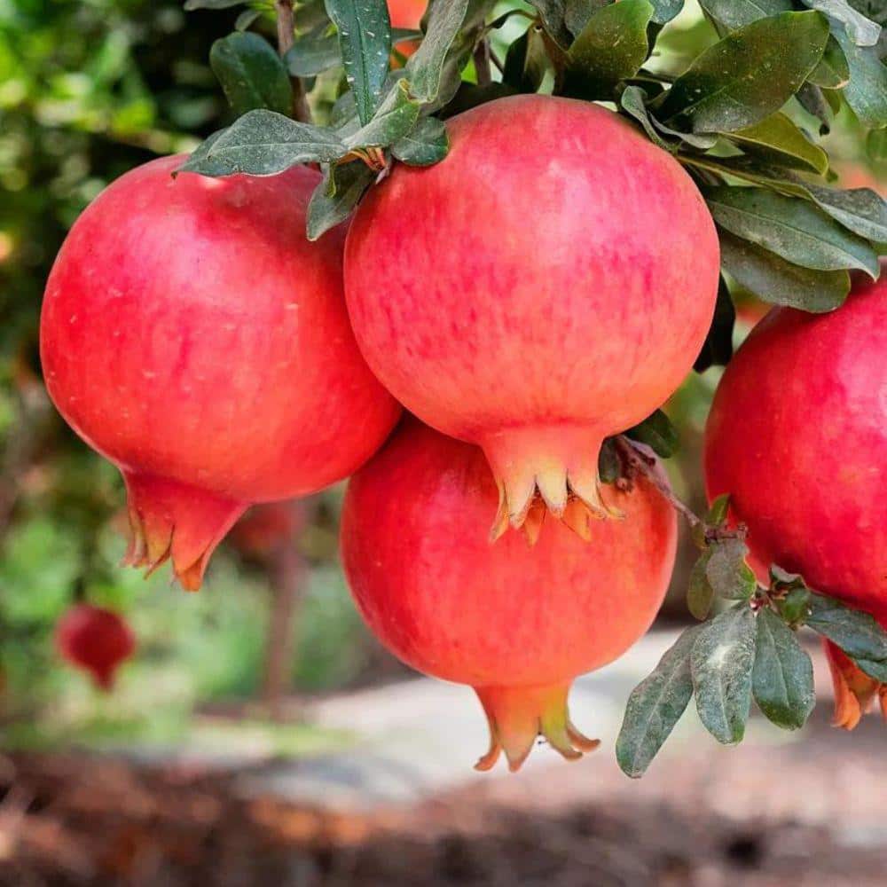 1 Gal. Parfianka Pomegranate Tree - Hercitys