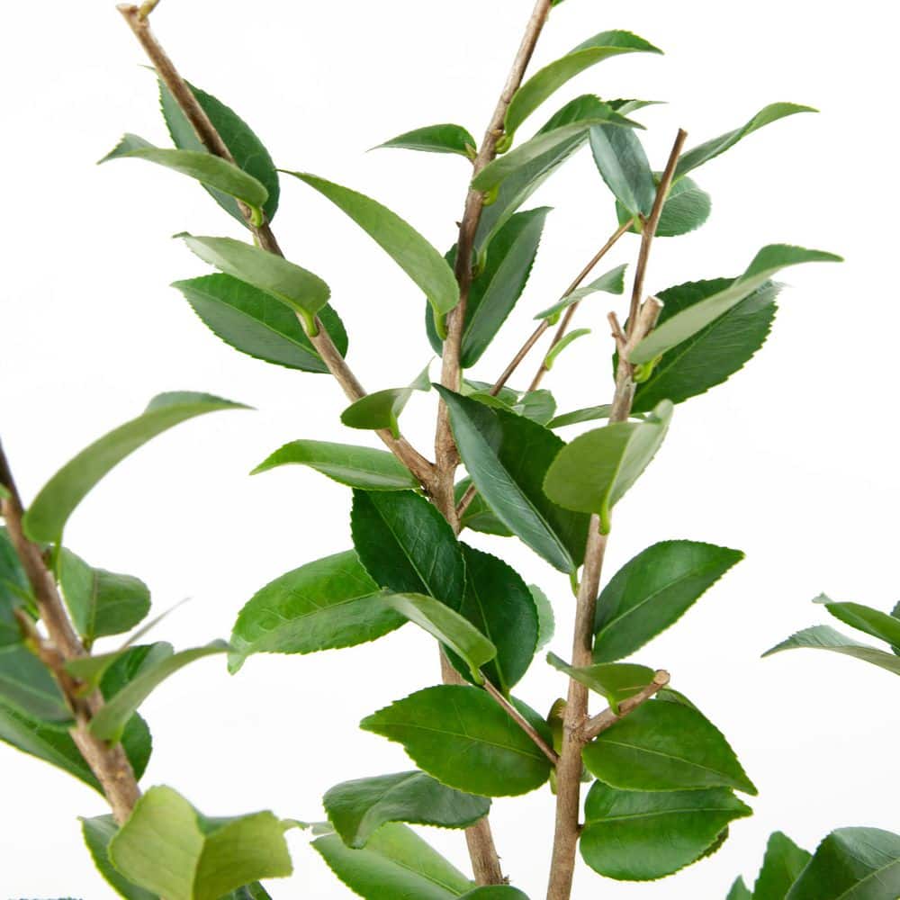 1 gal. High Fragrance Camellia Japonica Shrub with Pink Flowers - Hercitys