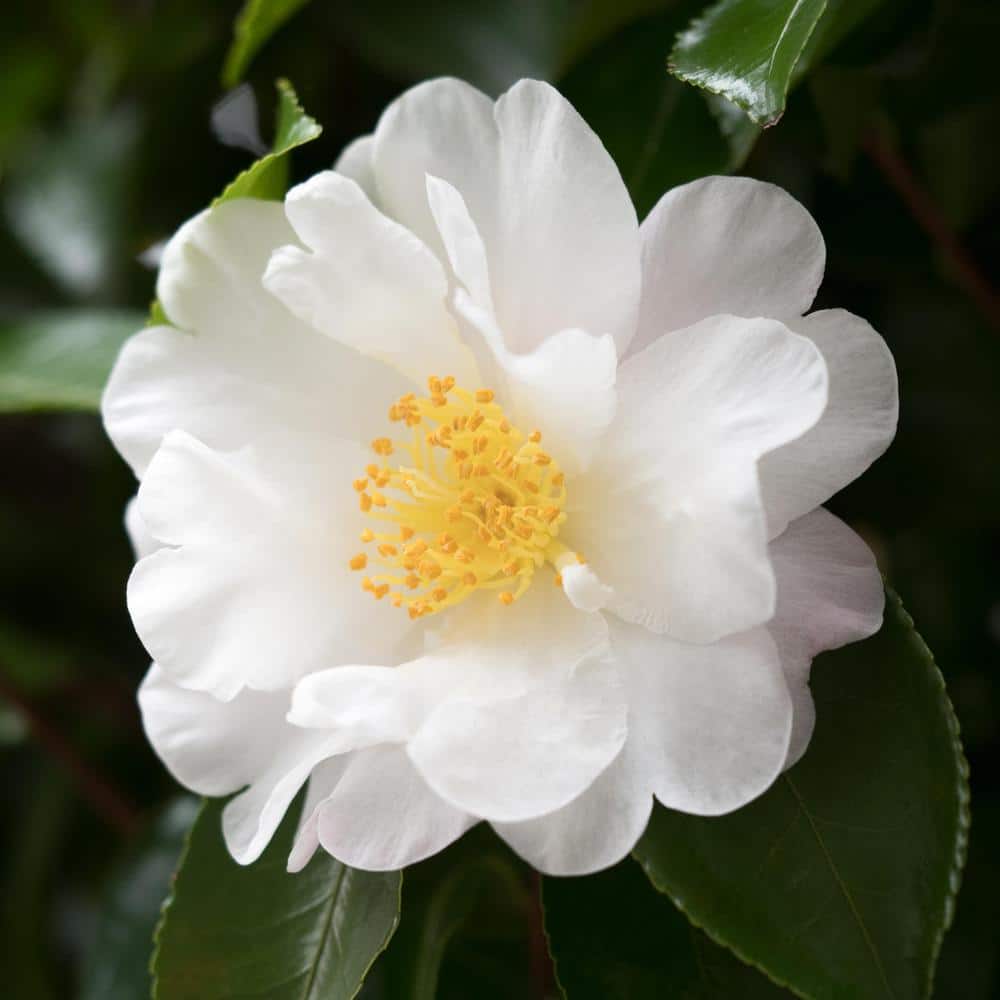 3 gal. Camellia Mine No Yuki Shrub with White Flowers - Hercitys