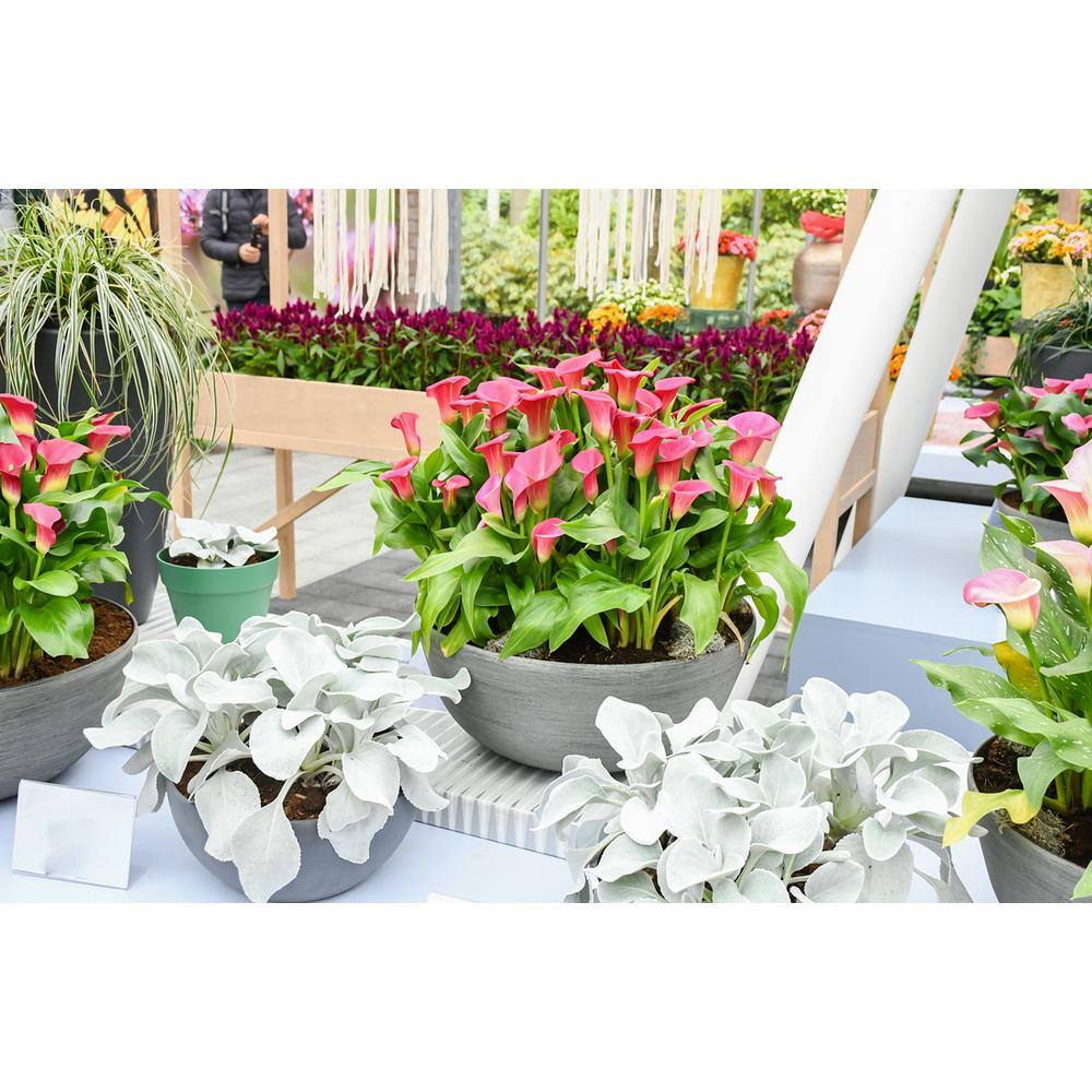 2.5 qt. Perennial Calla Lily Pink (2-Pack) - Hercitys