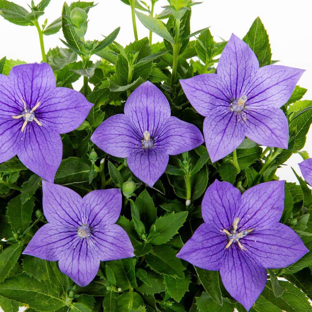 2 Qt. Platycodon Twinkle Blue Perennial Plant (3-Pack) - Hercitys