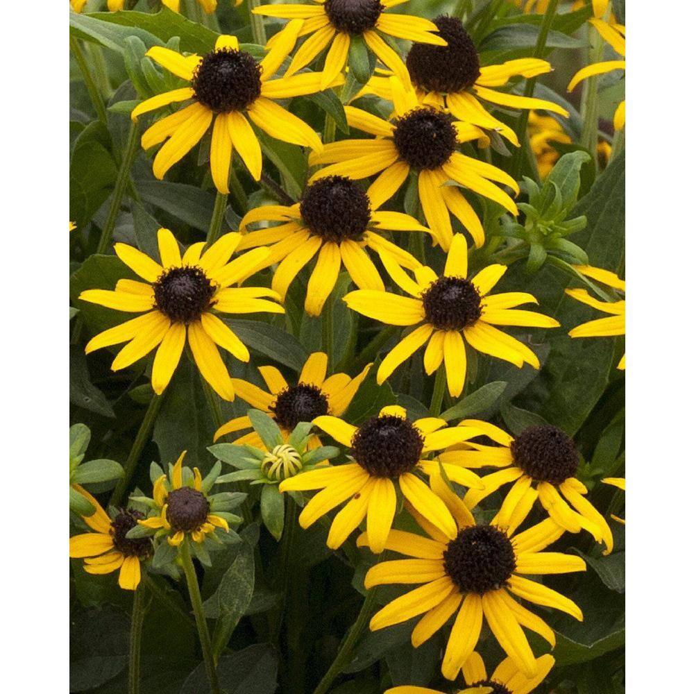 3 Gal. ‘Little Goldstar’ Black-Eyed Susan (Rudbeckia) Live Potted Perennial Plant with Golden Yellow Flowers (1-Pack) - Hercitys