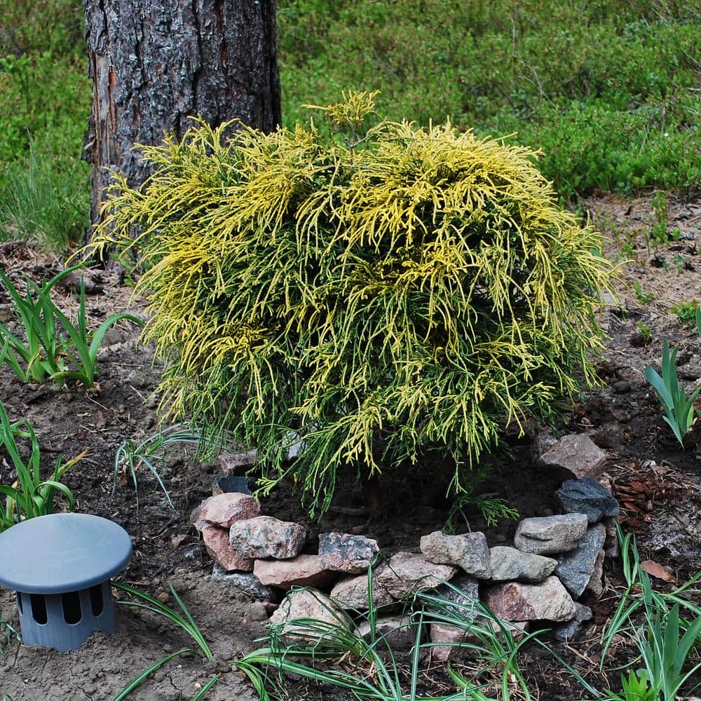 3 gal. Gold Mop Cypress Shrub - Hercitys