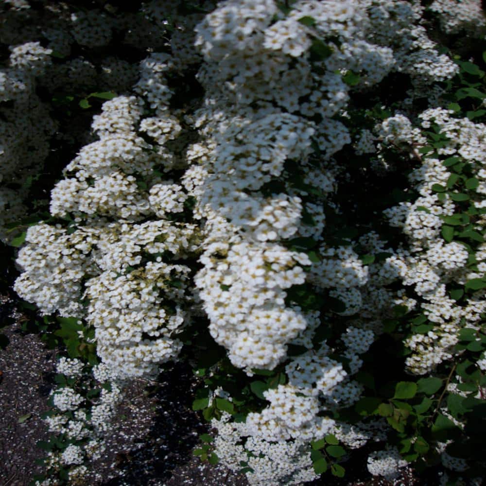 3 Gal. Bridal Wreath Spirea Flowering Shrub with White Flowers - Hercitys