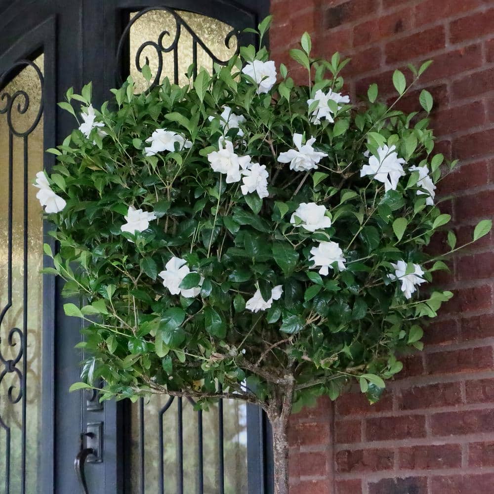 3 gal. Gardenia Aimee Tree - Hercitys