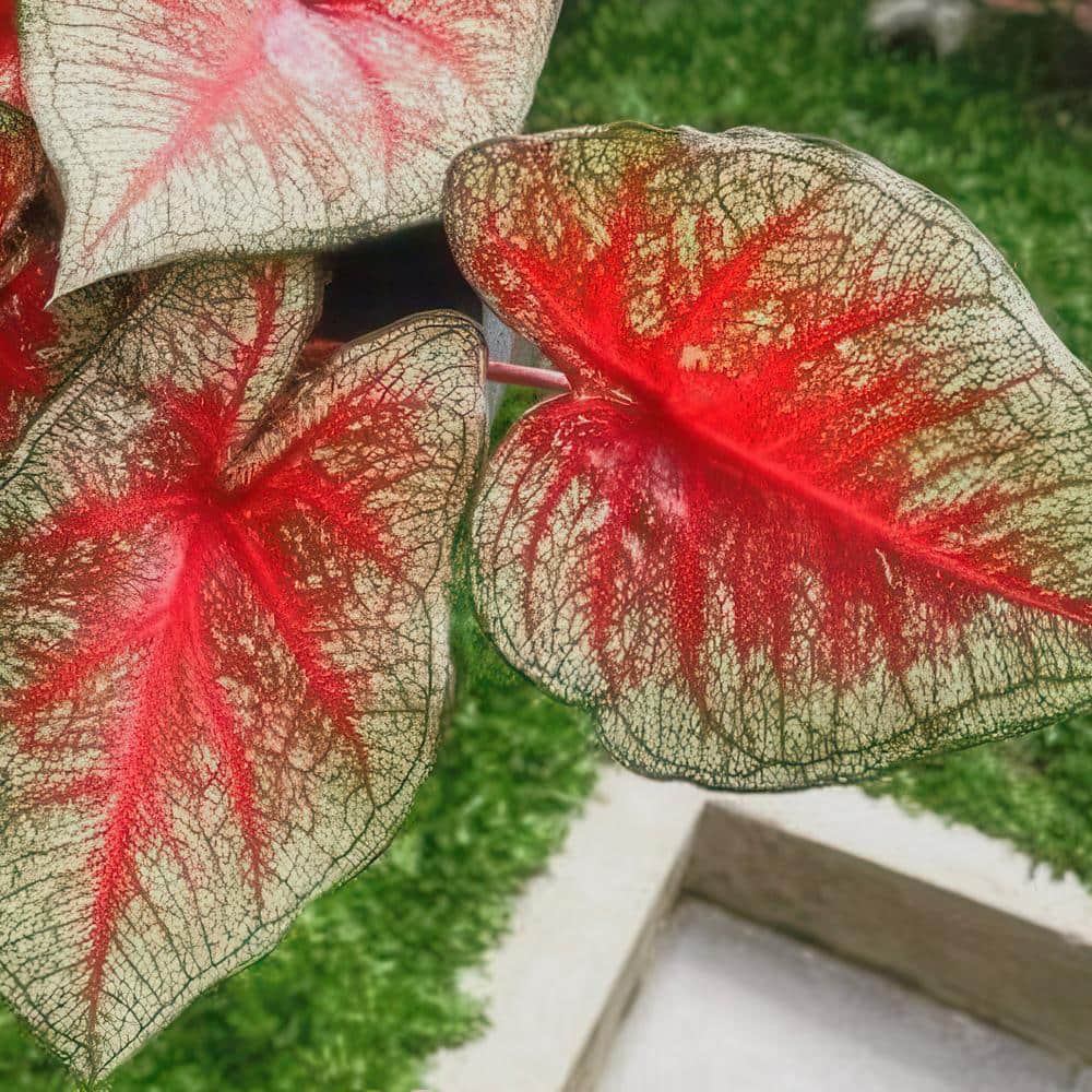 4 in. Caladium Southern Charm Perennial Plant (3-Pack) - Hercitys