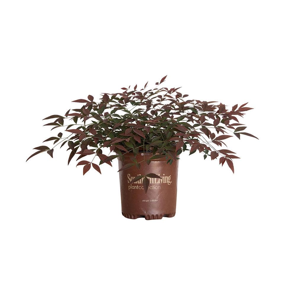 2.5 Qt. Flirt Nandina, Live Evergreen Groundcover Shrub, Deep Red New Foliage - Hercitys