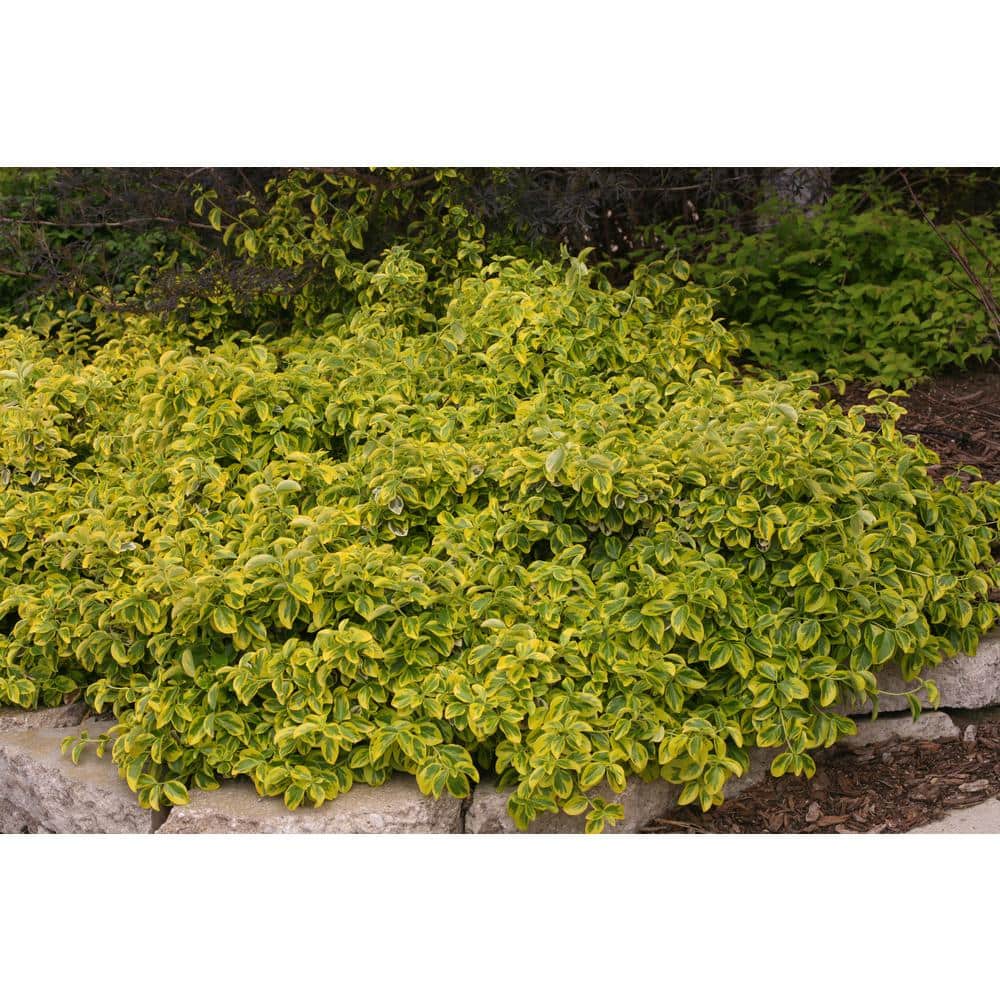 4.5 in. Qt. Gold Splash Wintercreeper (Euonymus) Live Evergreen Shrub, Green and Yellow Foliage - Hercitys
