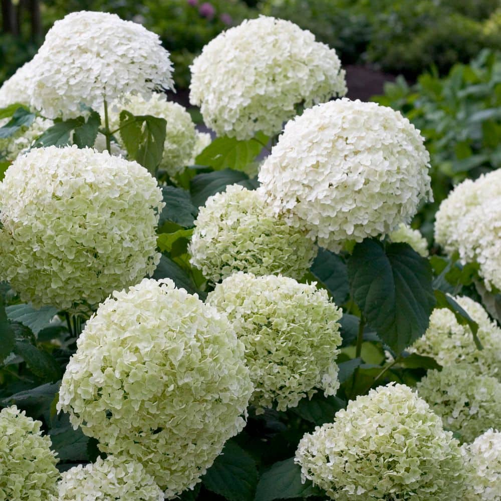 4.5 in. Qt. Incrediball Smooth Hydrangea, Live Shrub, Green to White Flowers - Hercitys