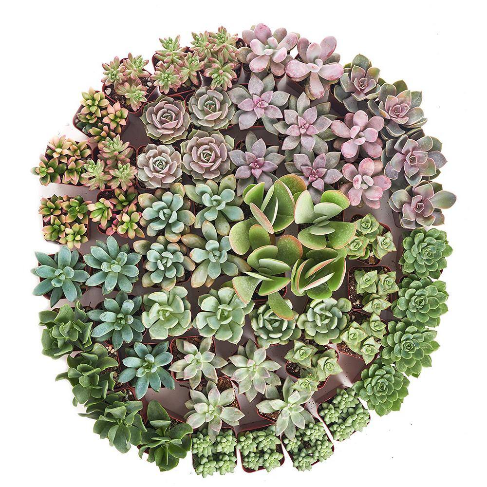 2 in. Premium Pastel Succulent (Collection of 64) - Hercitys