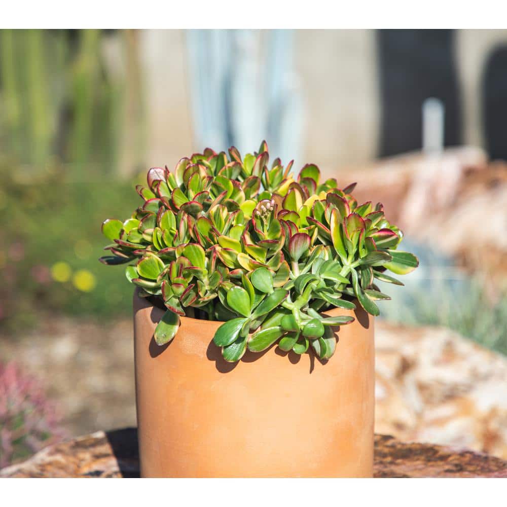 1 Gal. Crassula Obliqua Lemon N Lime (Variegated Jade) – Single - Hercitys