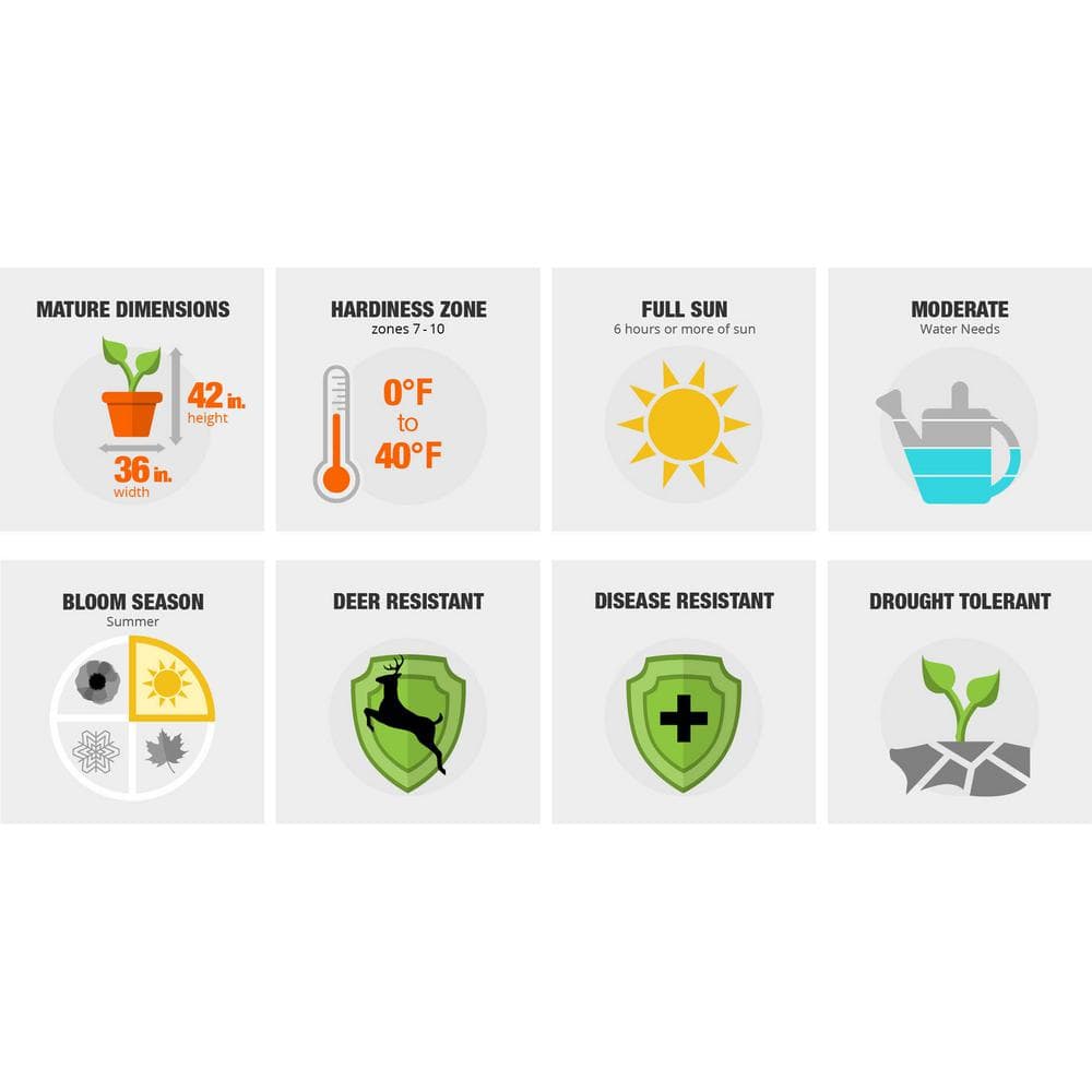 2.5 Qt. Jubilation Gardenia, Live Evergreen Shrub, White Fragrant Blooms - Hercitys