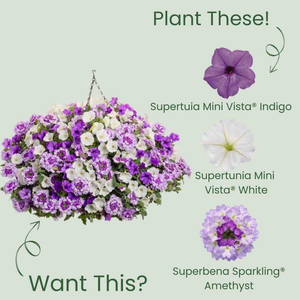 4.25 in. Eco+ Grande Supertunia Mini Vista Indigo (Petunia Hybrid) Live Annual Plant with Blue Flowers 4-Pack - Hercitys