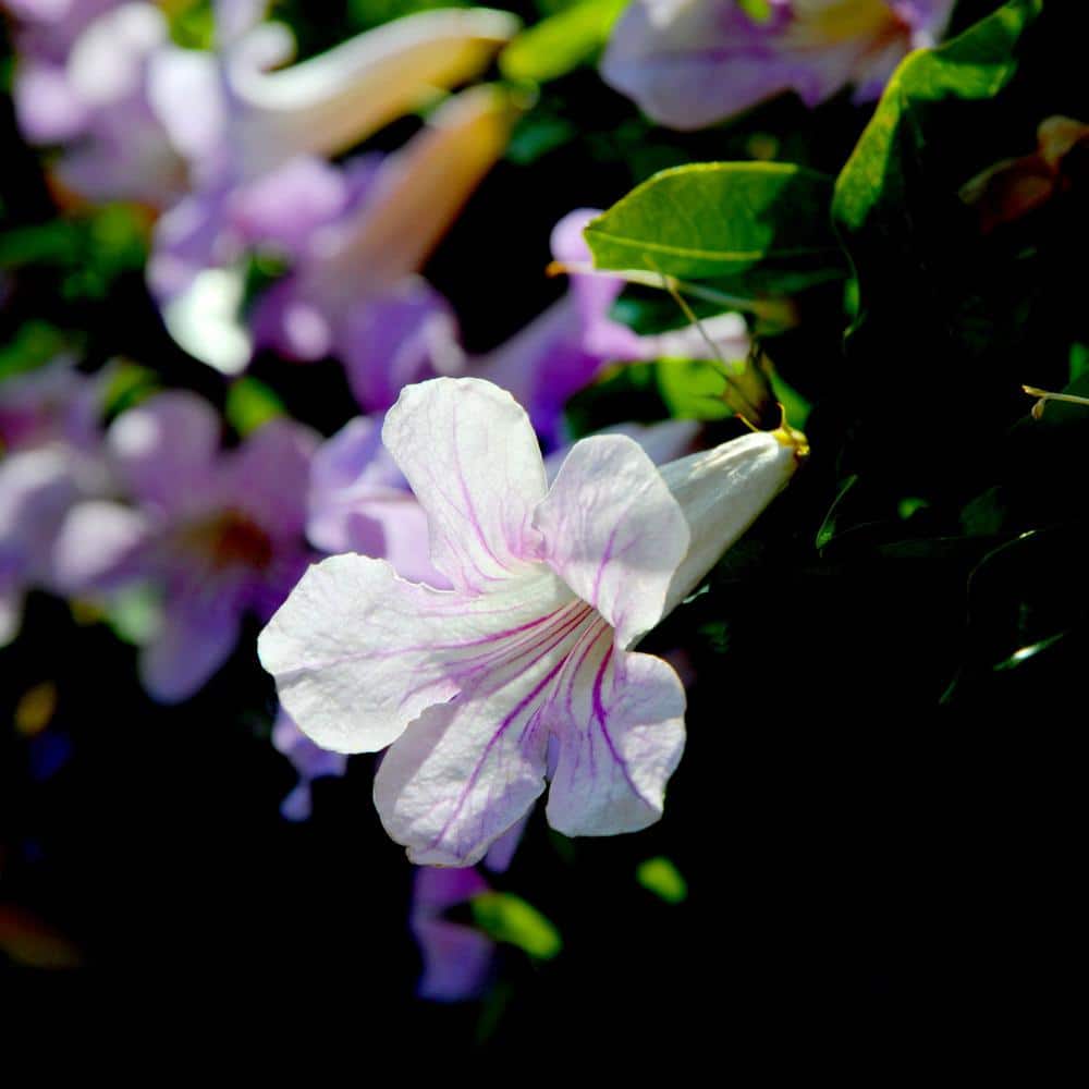 #5 Container Lavender Trumpet Vine Shrub - Hercitys