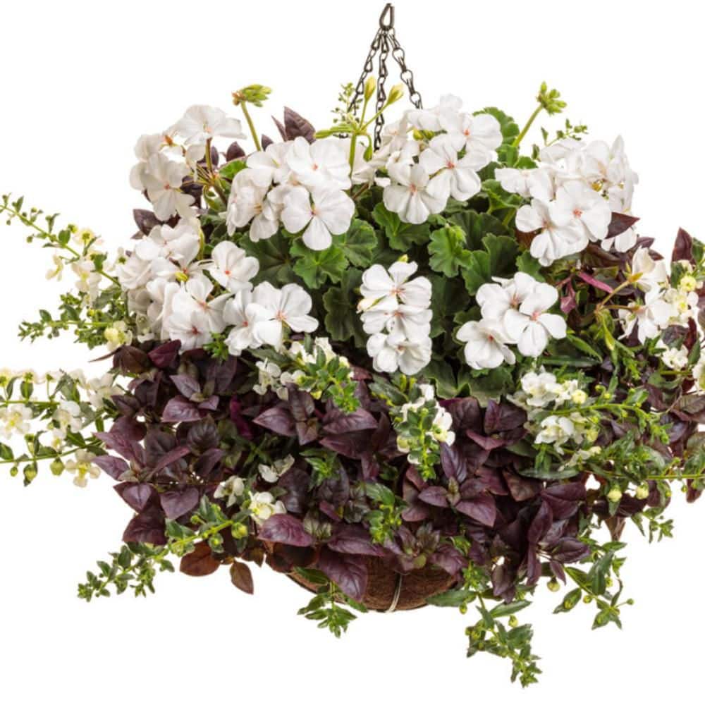 4.25 in. Eco+ Grande Boldly White Geranium (Pelargonium Interspecific) Live Annual Plant with White Flowers 4-Pack - Hercitys