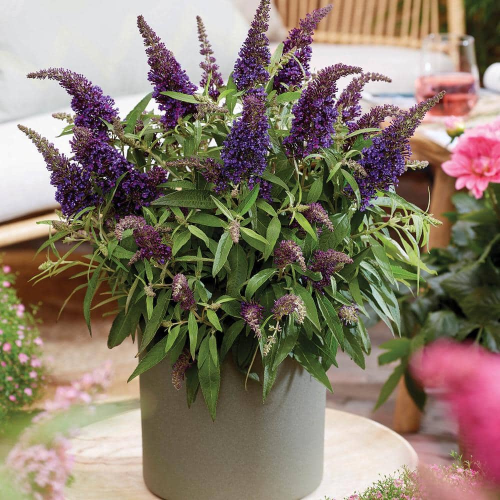 1.5 Gal. Lil’ Grape Butterfly Bush (Buddleia) Live Shrub Plants, Purple Flowers - Hercitys