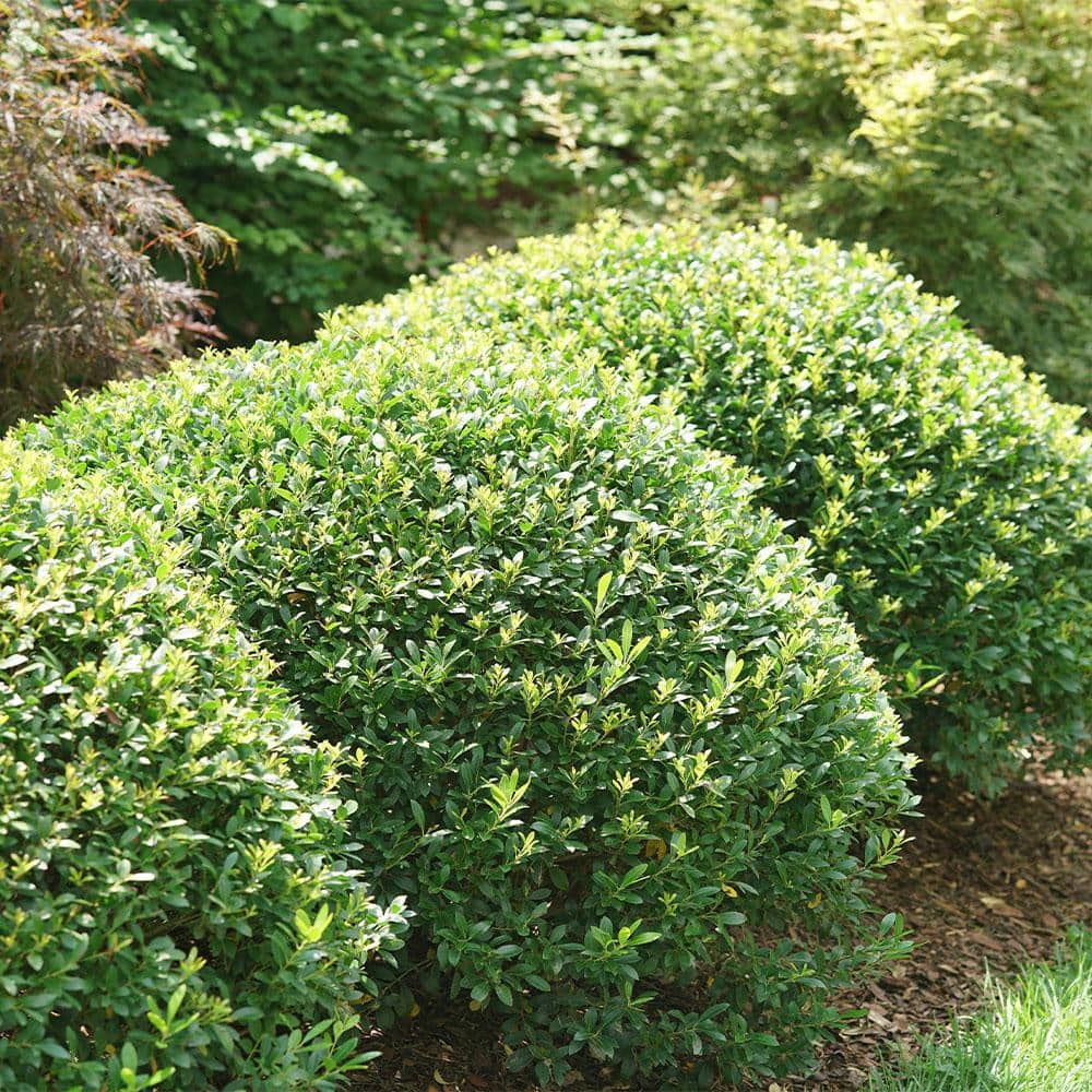2.25 Gal. Compacta Holly (Illex) Evergreen Shrub - Hercitys