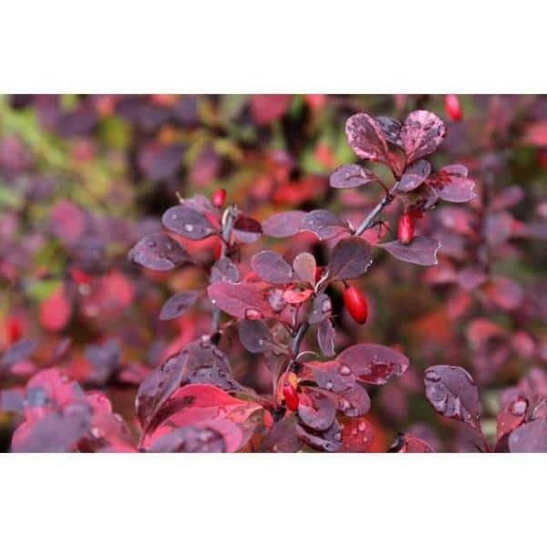 1 Gal. Crimson Pygmy Dwarf Japanese Barberry Shrub Rich Purple Foliage, Compact Growth, Beautiful Red Berries - Hercitys