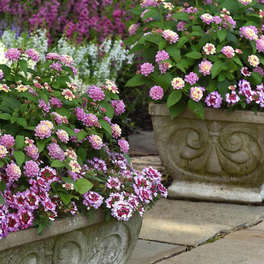 2.5 in. Lantana Bloomify Pink Plant in Grower Container (3-Piece) - Hercitys