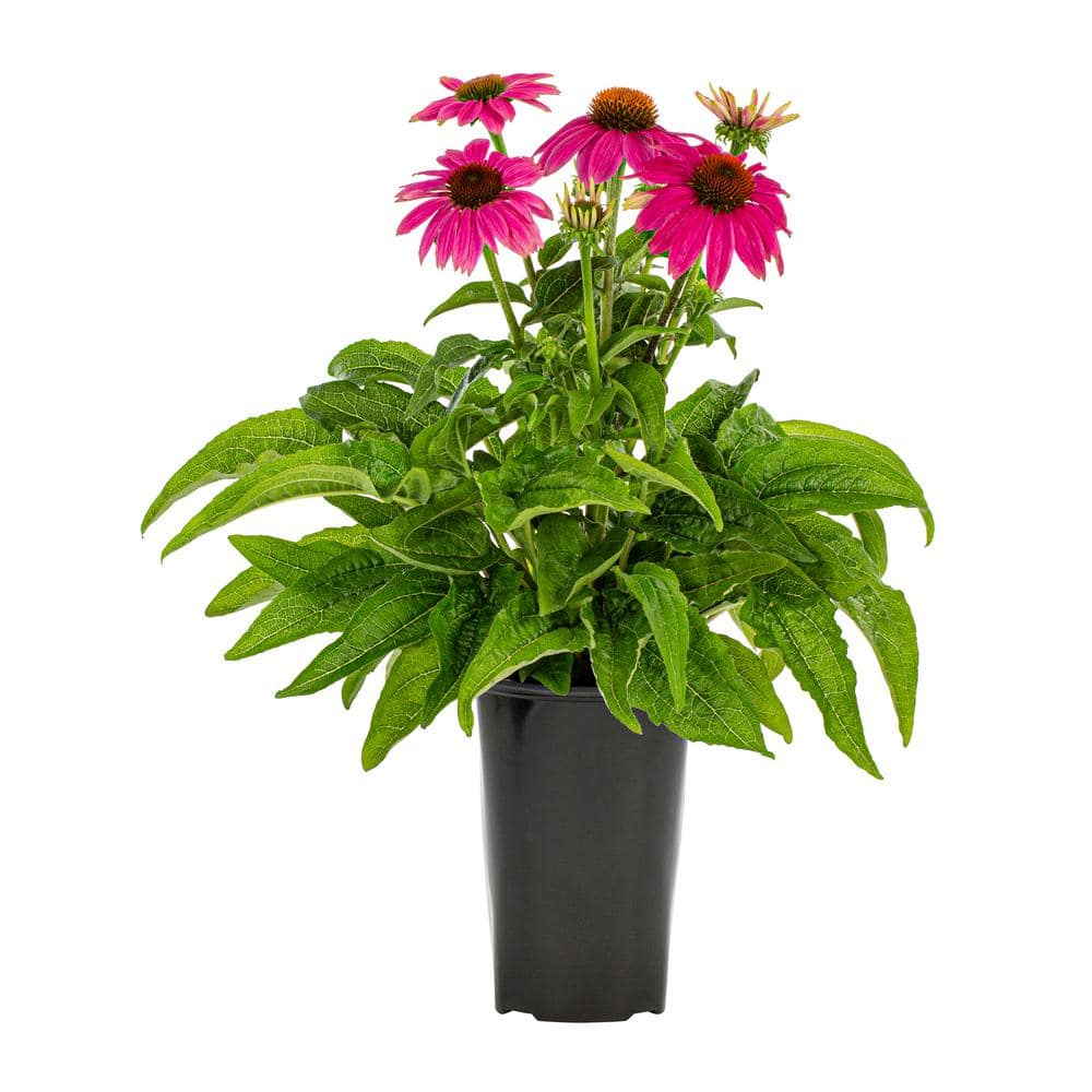 2 Qt. Pow Wow Wilderberry Pink Cone Flower Echinacea Perennial Plant (3-Pack) - Hercitys