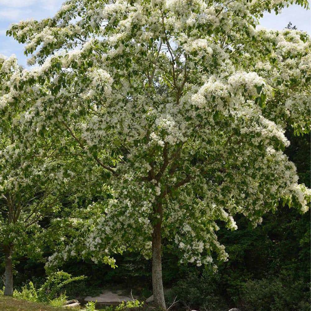 5 Gal. Chinese Fringe Tree - Hercitys