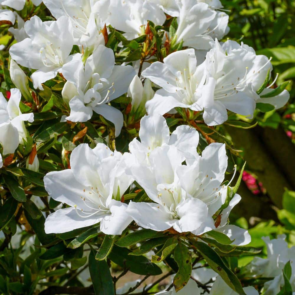 2.5 Quart Azalea ‘Deleware Valley White’ Flowering Shrub with White Flowers - Hercitys