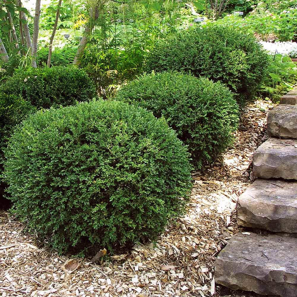 3 Gal. Wintergreen Boxwood Shrub - Hercitys
