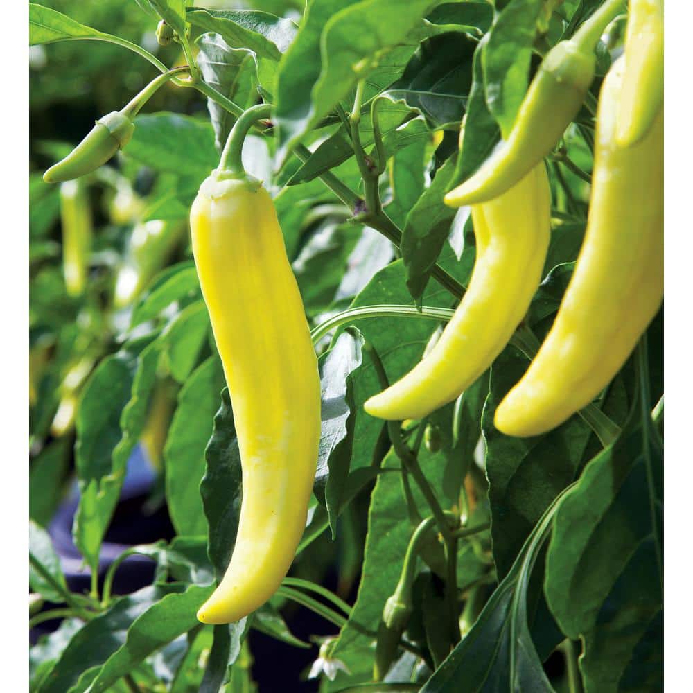 19 oz. Hot Banana Pepper Plant (2-Pack) - Hercitys
