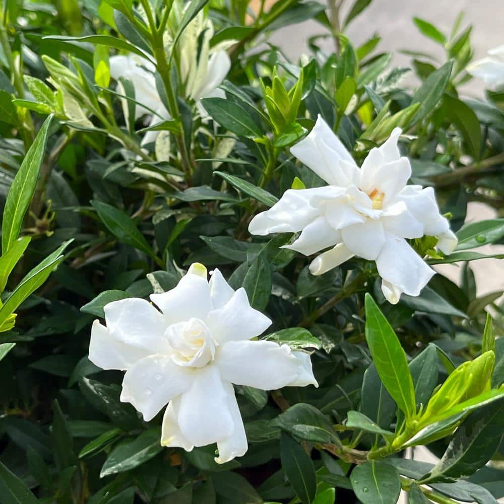 #3 Container Everblooming Gardenia Evergreen Patio Tree - Hercitys