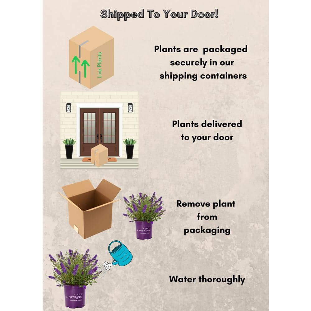 2 Gal. Psychedelic Sky Butterfly Bush Flowering Shrub with Fragrant Blue Flowers - Hercitys