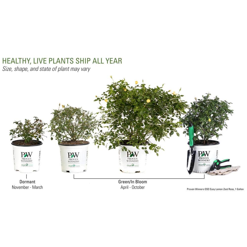 1 Gal. Oso Easy Lemon Zest Landscape Rose (Rosa) Live Shrub, Yellow Flowers - Hercitys
