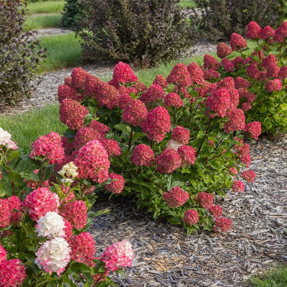 2 gal. Spring Sizzle Hydrangea Shrub - Hercitys
