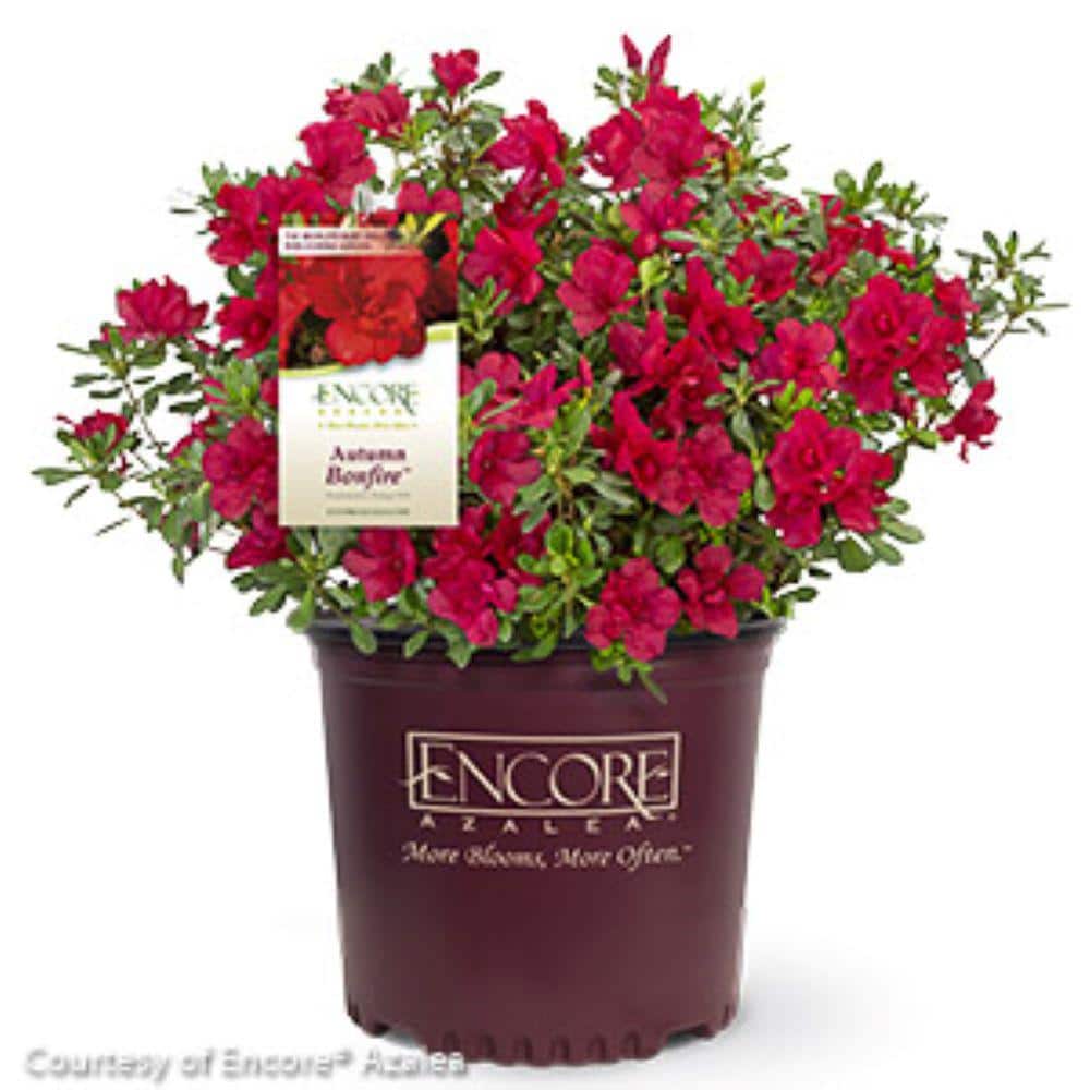 1 Gal. Encore Autumn Bonfire Azalea Shrub with True Red Reblooming Flowers - Hercitys