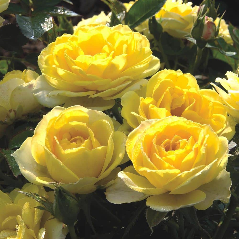1 Qt. Sunblaze Yellow Mini Rose Bush with Yellow Flowers (3-Pack) - Hercitys