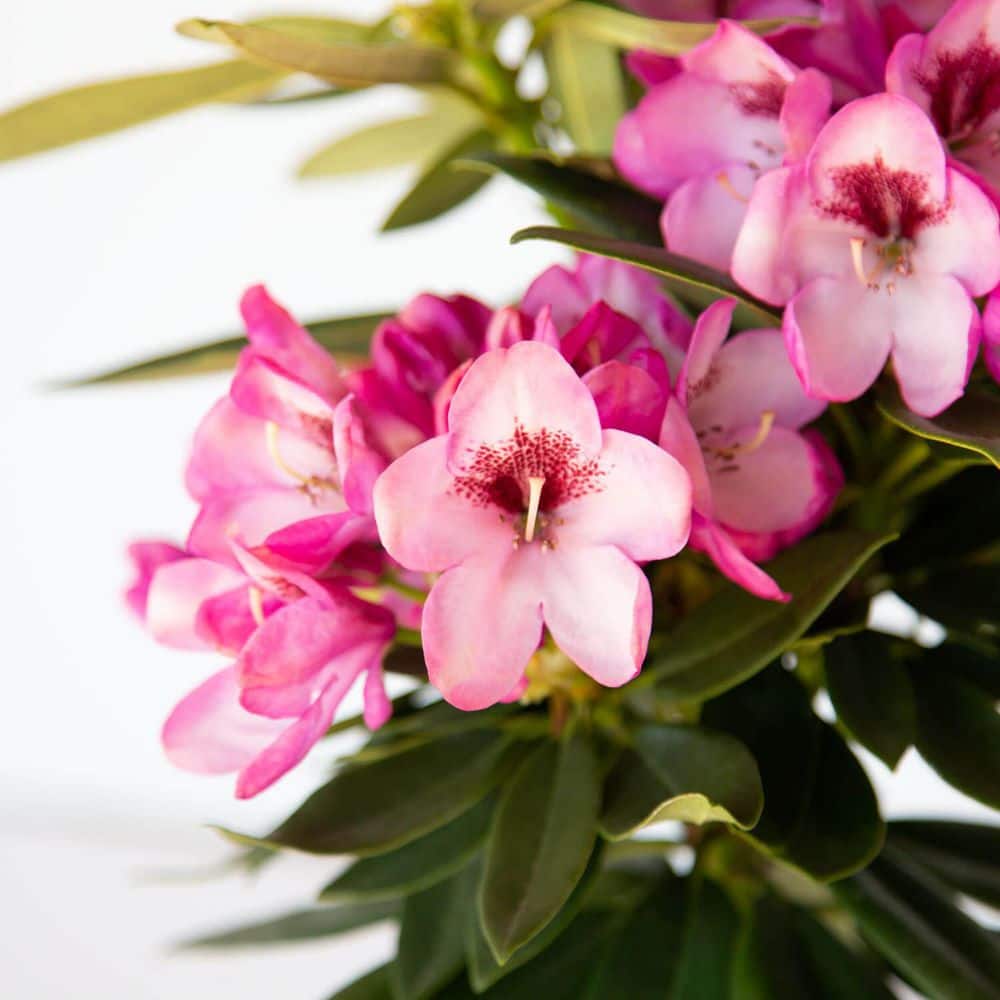 2.5 Qt. Radiance Southgate Rhododendron, Live Evergreen Shrub, Deep Lavender Buds open to Light Purple Blooms - Hercitys