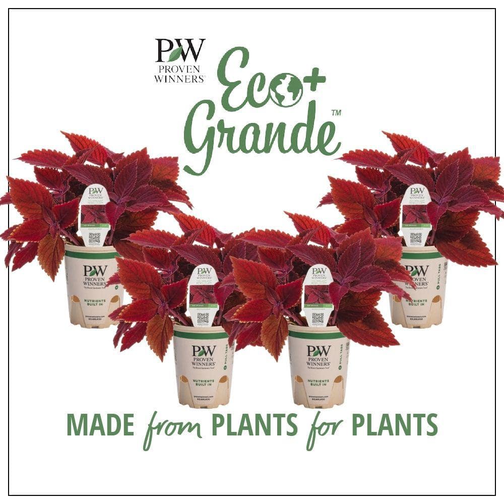 4.25 in. Eco+Grande ColorBlaze Rediculous Coleus (Solenostemon) Live Plant, Red Foliage (4-Pack) - Hercitys