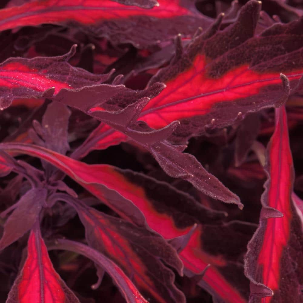 2.5 in. Coleus Flame Thrower Adobo Pink Annual Plant (3-Pack) - Hercitys