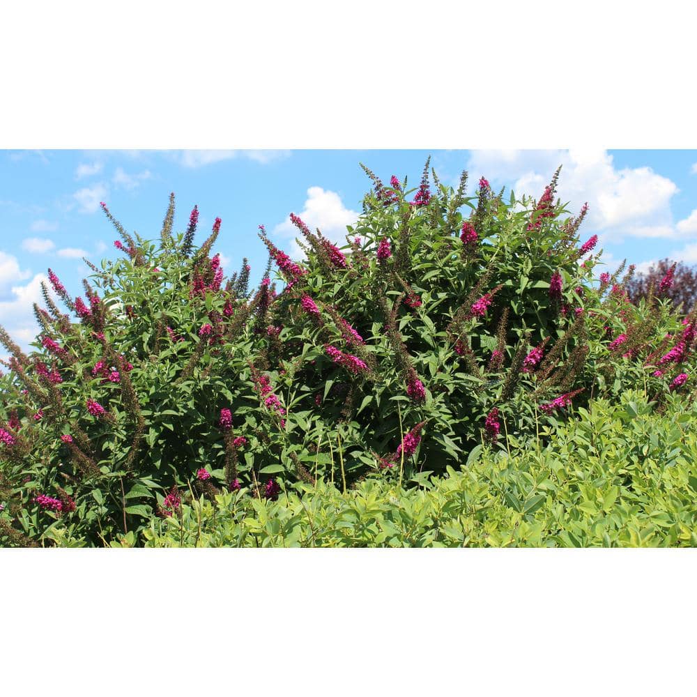 1 Gal. Miss Molly Butterfly Bush (Buddleia) Live Shrub in Deep Pink Flowers - Hercitys