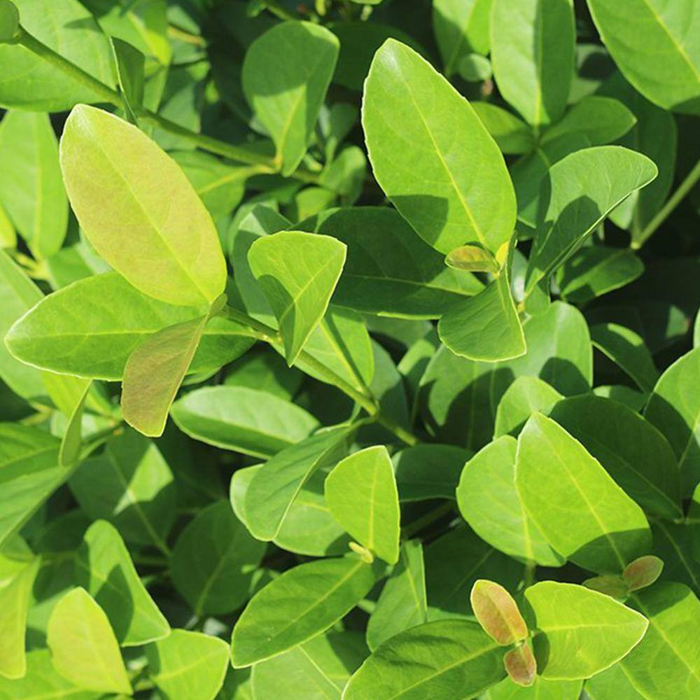 3 ft. to 4 ft. Tall Sweet Viburnum in Grower’s Pot, Fragrant White Flowers - Hercitys
