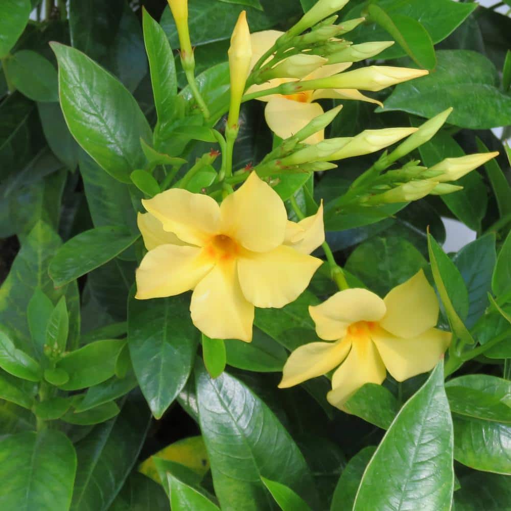 1 gal. Mandevilla Sun Parasol Sunbeam Annual Plant with Yellow Flowers - Hercitys