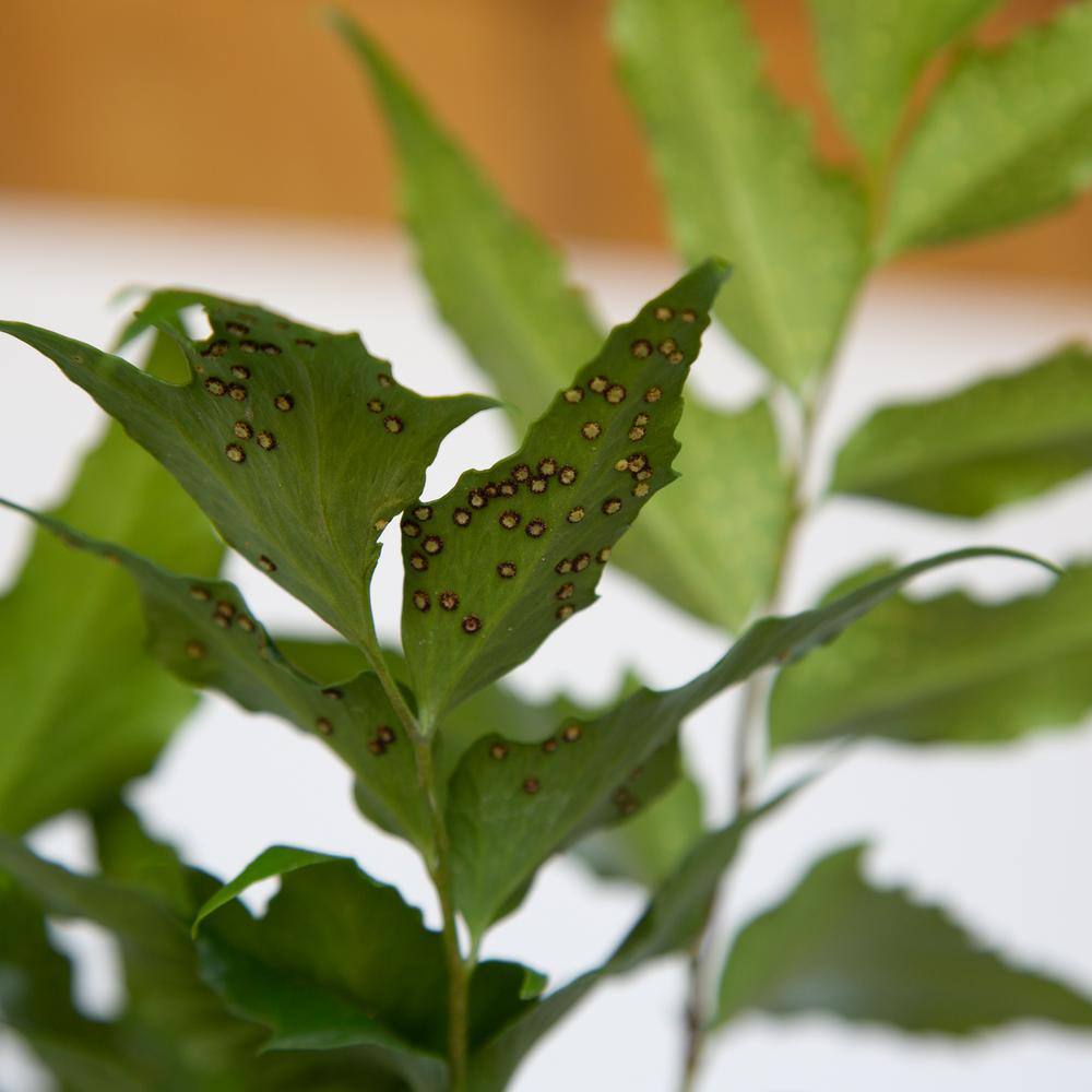 2.5 Qt. Holly Fern, Live Evergreen Plant, Emerald Green Foliage - Hercitys
