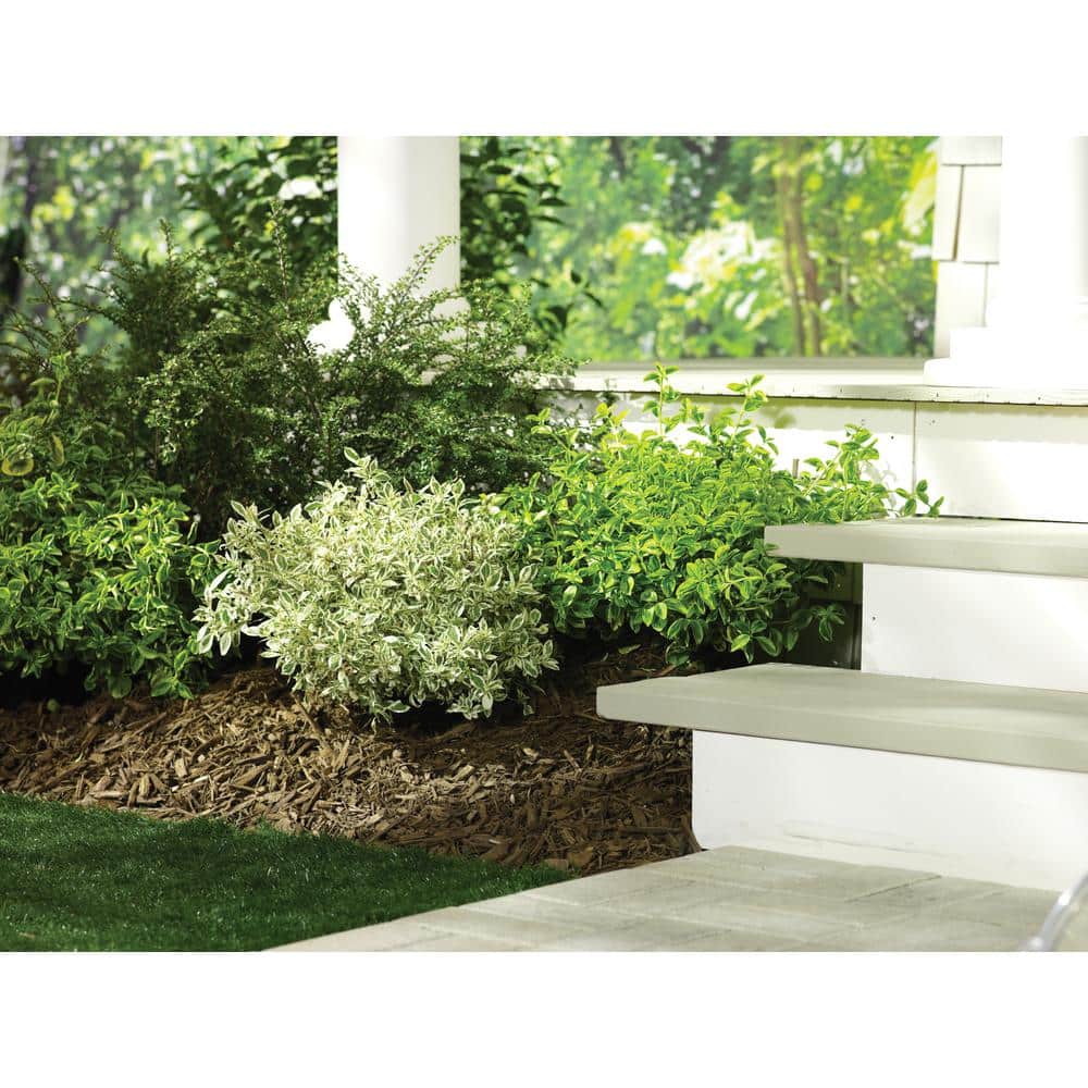 4.5 in. Qt. Gold Splash Wintercreeper (Euonymus) Live Evergreen Shrub, Green and Yellow Foliage - Hercitys