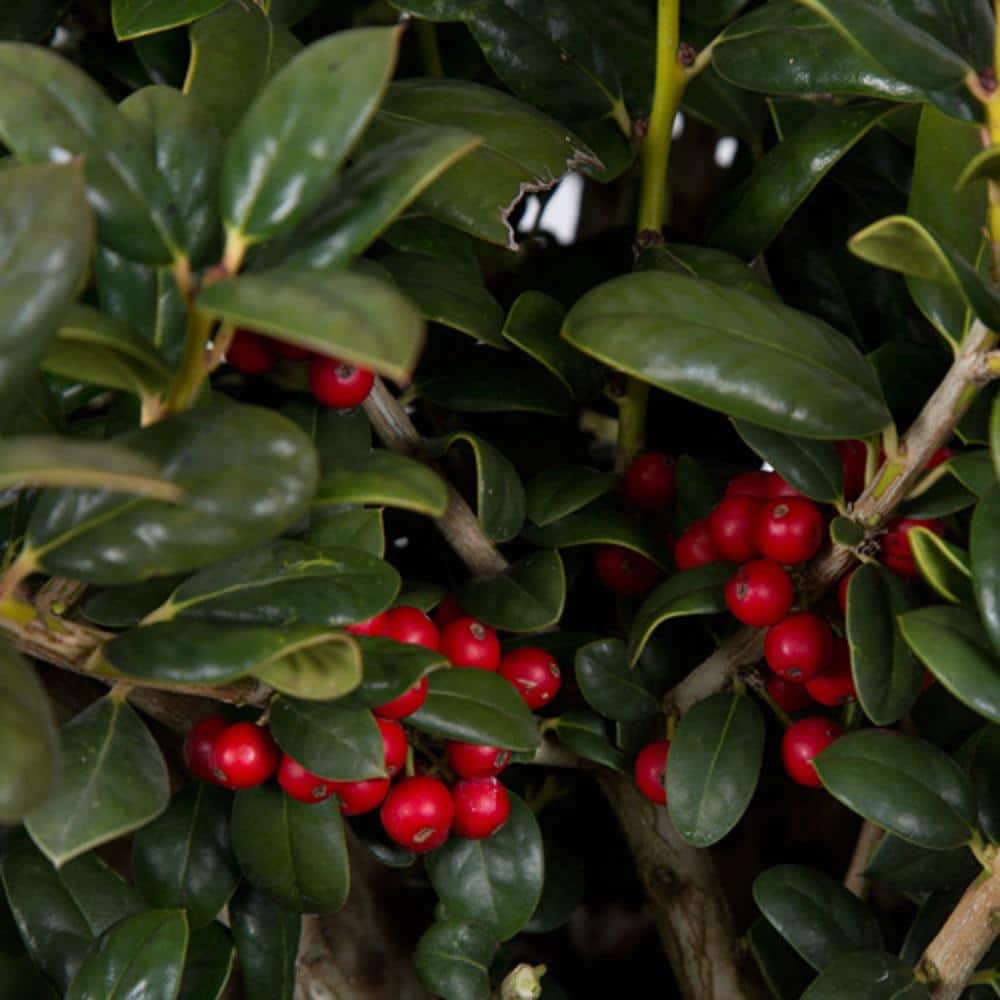 2.5 Gal – Dwarf Burford Holly(Ilex), Live Evergreen Shrub, Glossy Foliage with a Single Spine - Hercitys