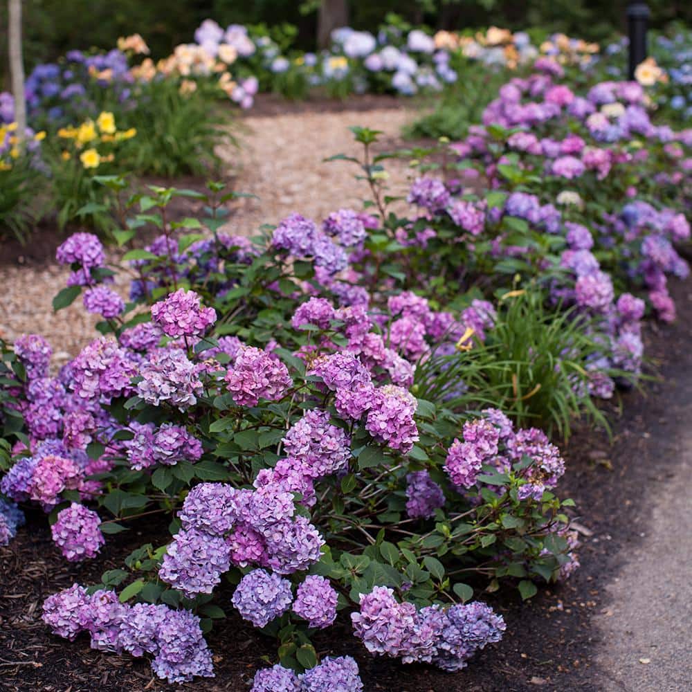 1 Gal. Bloomstruck Reblooming Hydrangea Shrub with Pink and Purple Flowers (2-Pack) - Hercitys