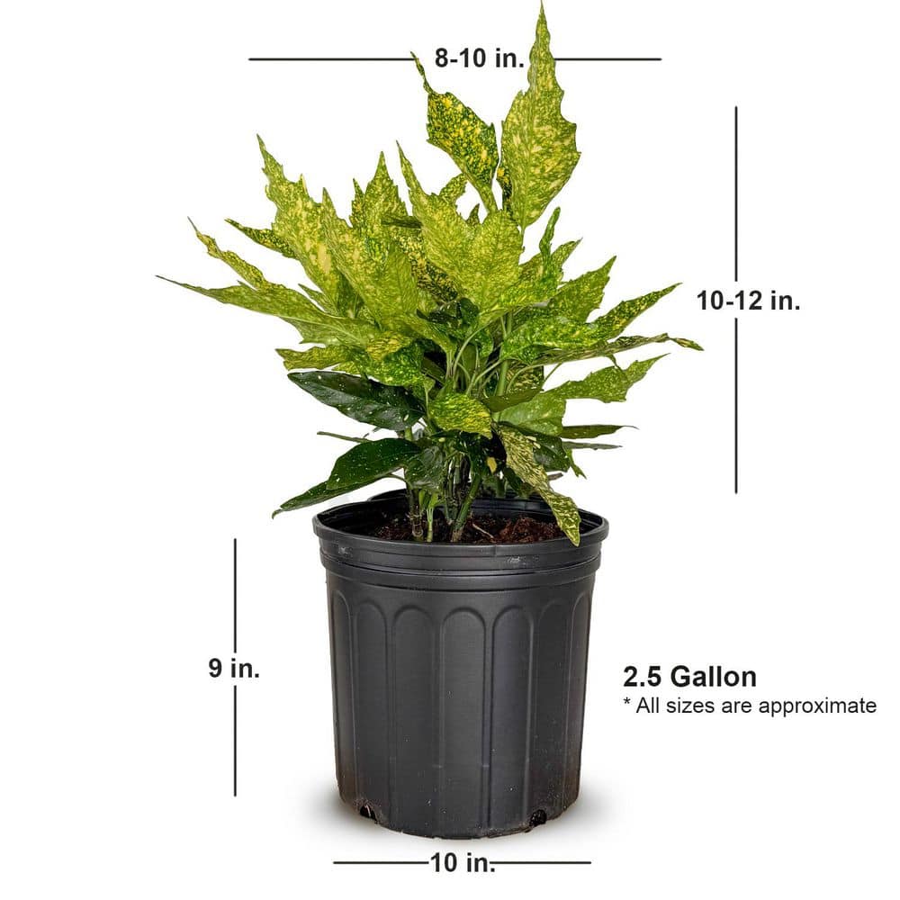 2.5 Gal – Variegated Gold Dust Aucuba, Live Evergreen Shrub Plant - Hercitys