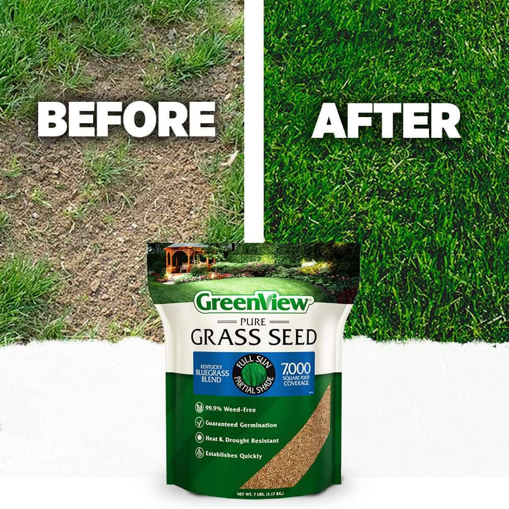 3 lbs. Pure Grass Kentucky Bluegrass Blend – Covers up to 3,000 sq. ft. - Hercitys